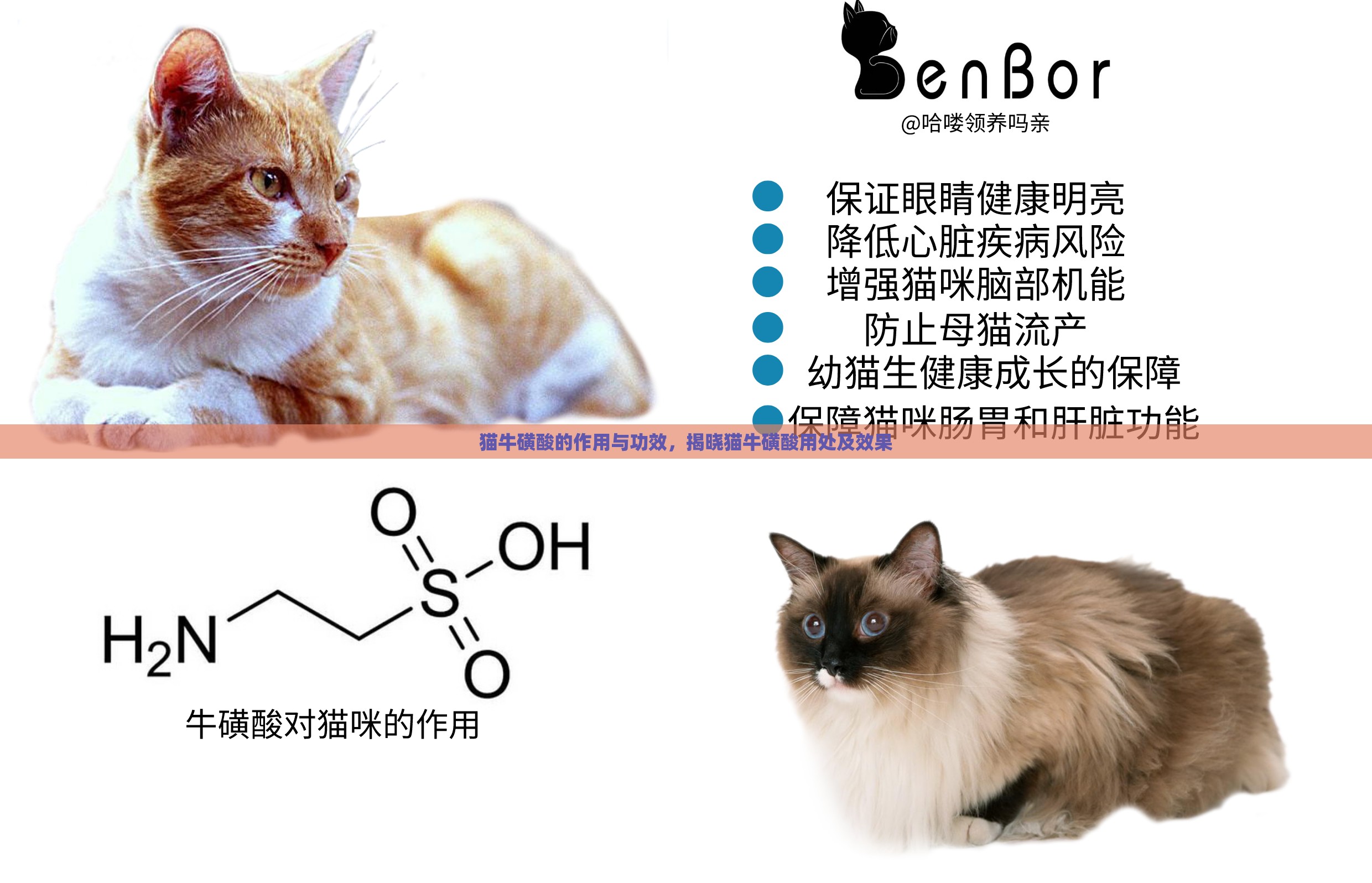 猫牛磺酸的作用与功效，揭晓猫牛磺酸用处及效果