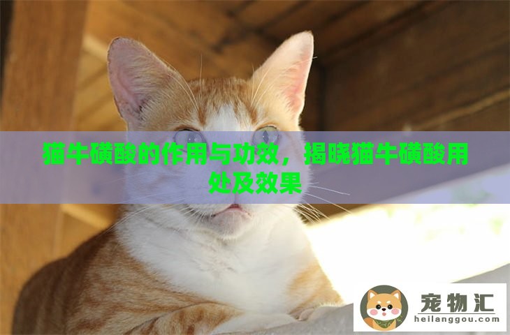 猫牛磺酸的作用与功效，揭晓猫牛磺酸用处及效果