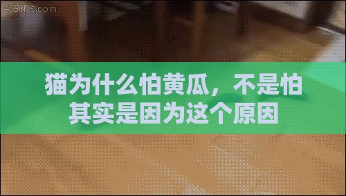 猫为什么怕黄瓜，不是怕其实是因为这个原因